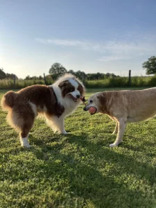 deux chiens qui jouent ensemble à la balle