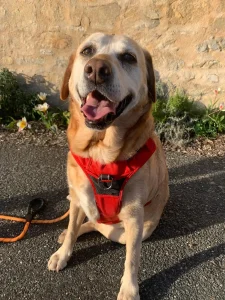 chien avec son harnais