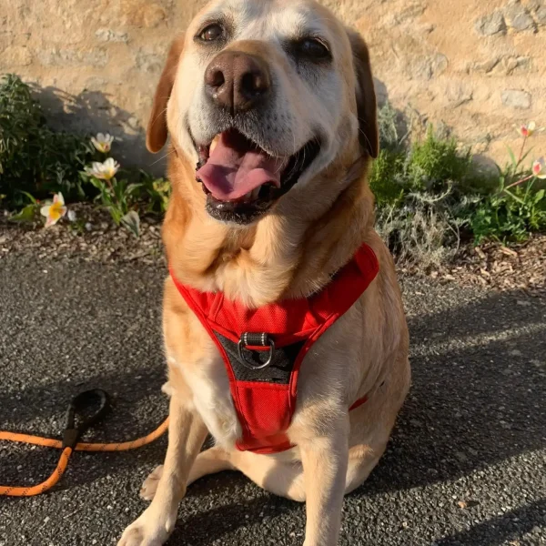 chien avec son harnais