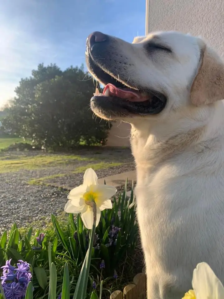 labrador qui prend le soleil