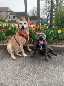 Labrador et Staffy en balade assis devant un parterre de tulipes à Janailhac