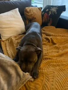 Staffy allongé sur le canapé chez Pet's Ecla