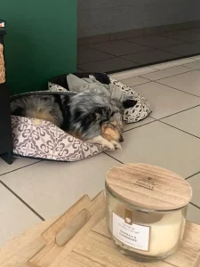 chiens qui dort dans son panier