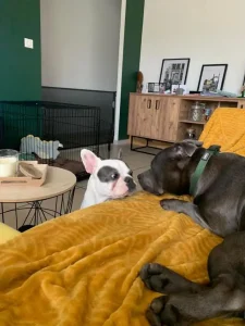 deux chiens qui jouent ensemble allongés sur le canapé