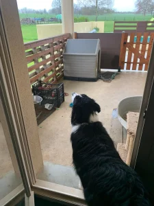 Chien sur la terrasse
