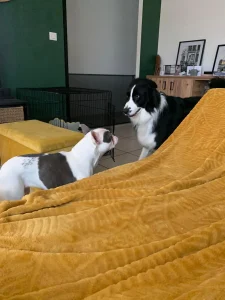 Deux chiens jouant dans le salon de Pet's Ecla