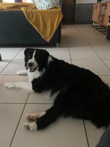 chien allongé sur le sol
