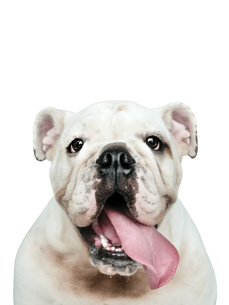 Un adorable portrait d'un bouledogue blanc qui tire la langue
