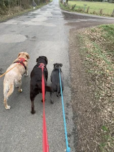 trois chiens qui se baladent en laisse