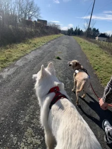 Deux chiens en balade avec Pet's Ecla