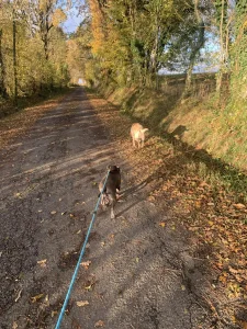 Deux chiens en promenade dans la forêt par Pet's Ecla