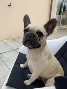 Bouledogue assis dans un fauteuil
