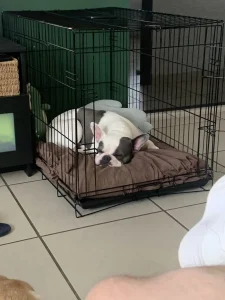 bouledogue qui dort dans son panier