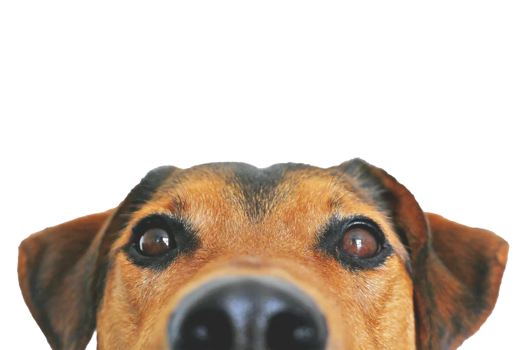 photographie du museau d'un chien