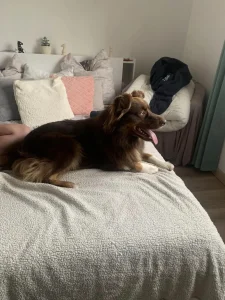 Chien allongé sur le lit