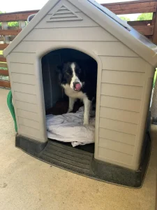 Chien dans sa cabane