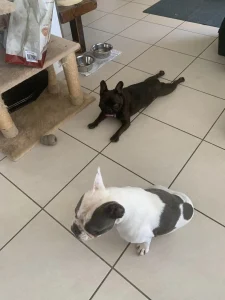 Bouledogue français allongé sur le carrelage qui se rafraîchit