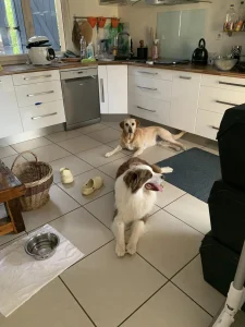 Chiens en pension couchés dans la cuisine chez Pet's Ecla