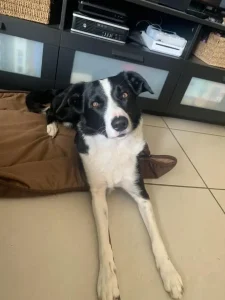 Chien couché dans le salon