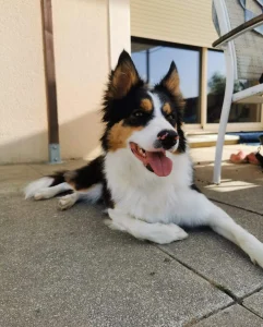 Chien allongé sur la terrasse à l'ombre
