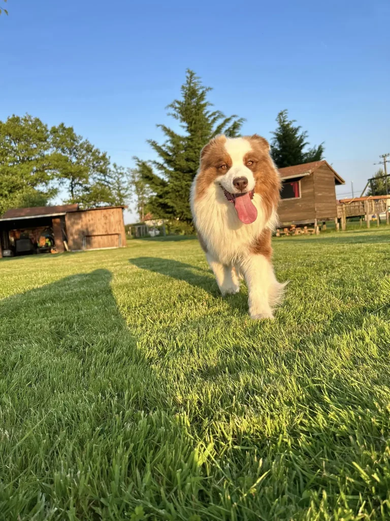 Chien heureux qui court dans le parc