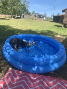 Chien dans une piscine à balles