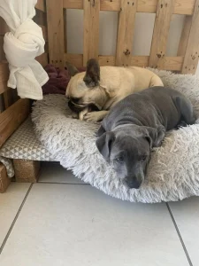 Deux chiens dormants dans leur panier