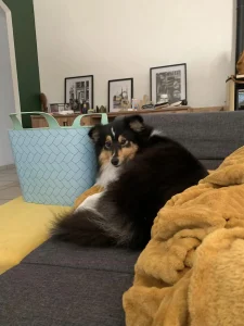 Chien allongé sur le canapé