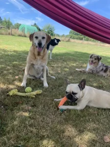 Quatre chiens jouant a l'ombre dans le jardin