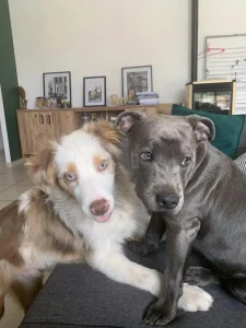deux chiens qui jouent ensemble sur un canapé