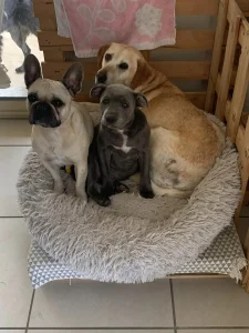 Chiens assis dans leur panier