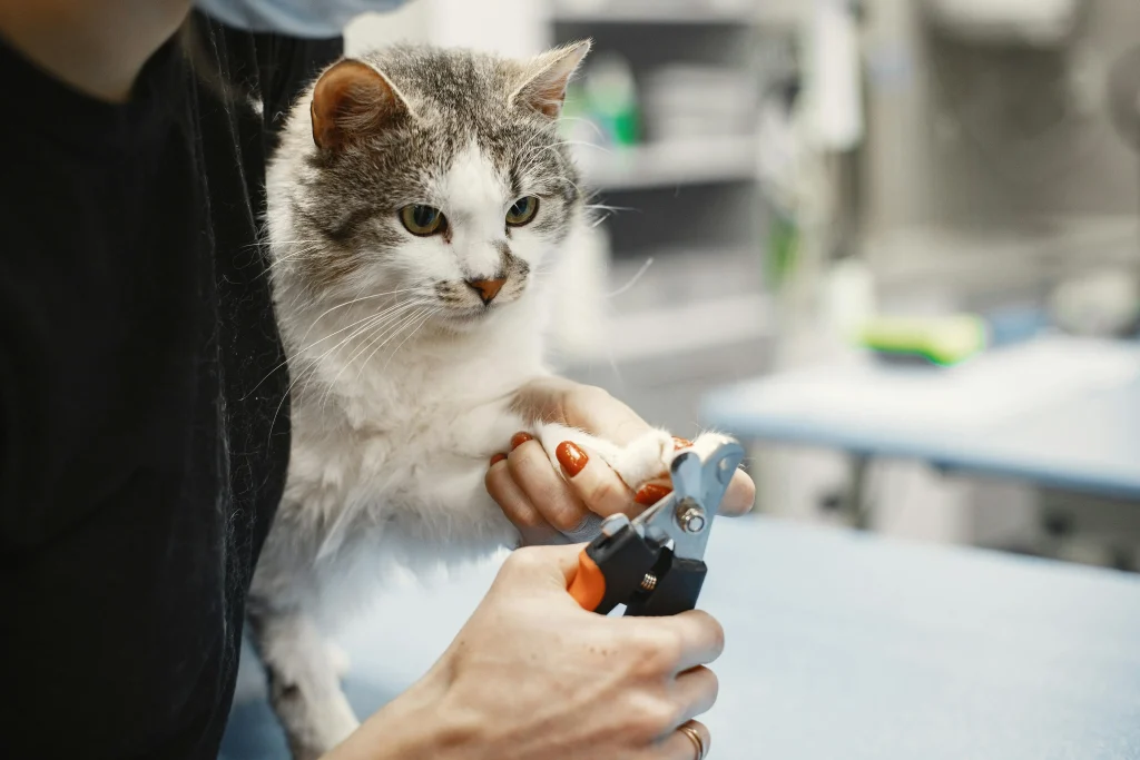 Professionnelle qui coupe les griffes d'un chat