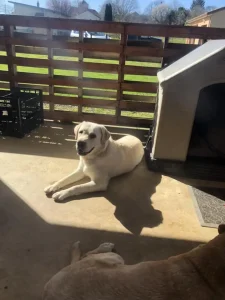 Labrador couché sur la terrasse