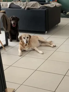 deux chiens installés dans le salon