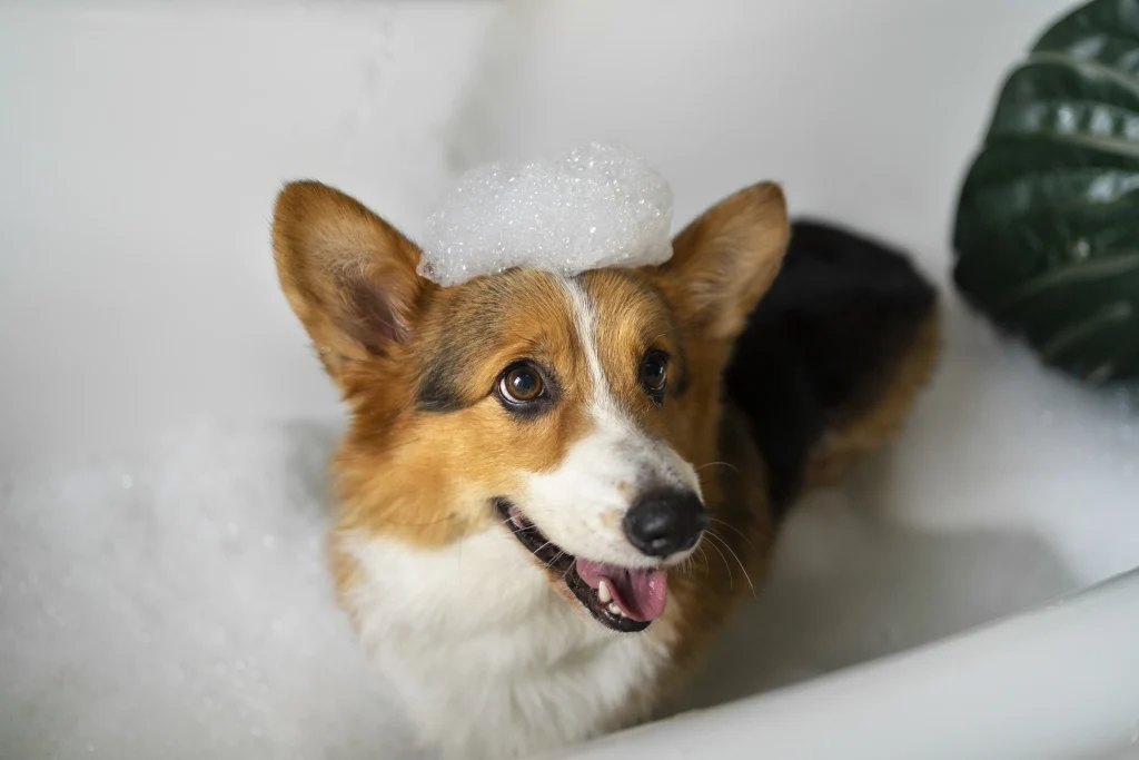 Welsh Corgi prend un bain