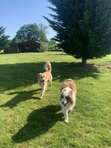 Golden et Berger Australien marchant dans un parc