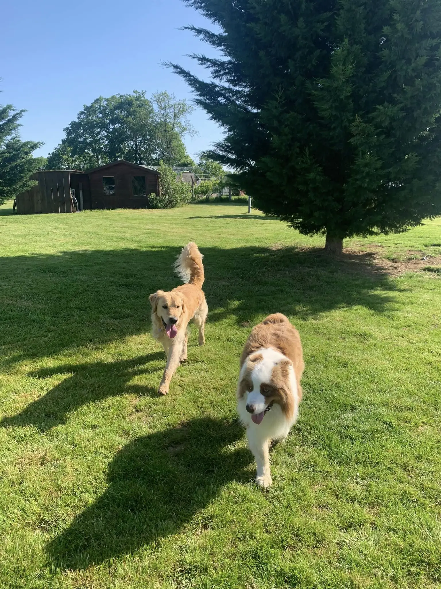Golden et Berger Australien marchant dans un parc