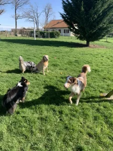 chiens qui jouent ensemble dans un espace vert