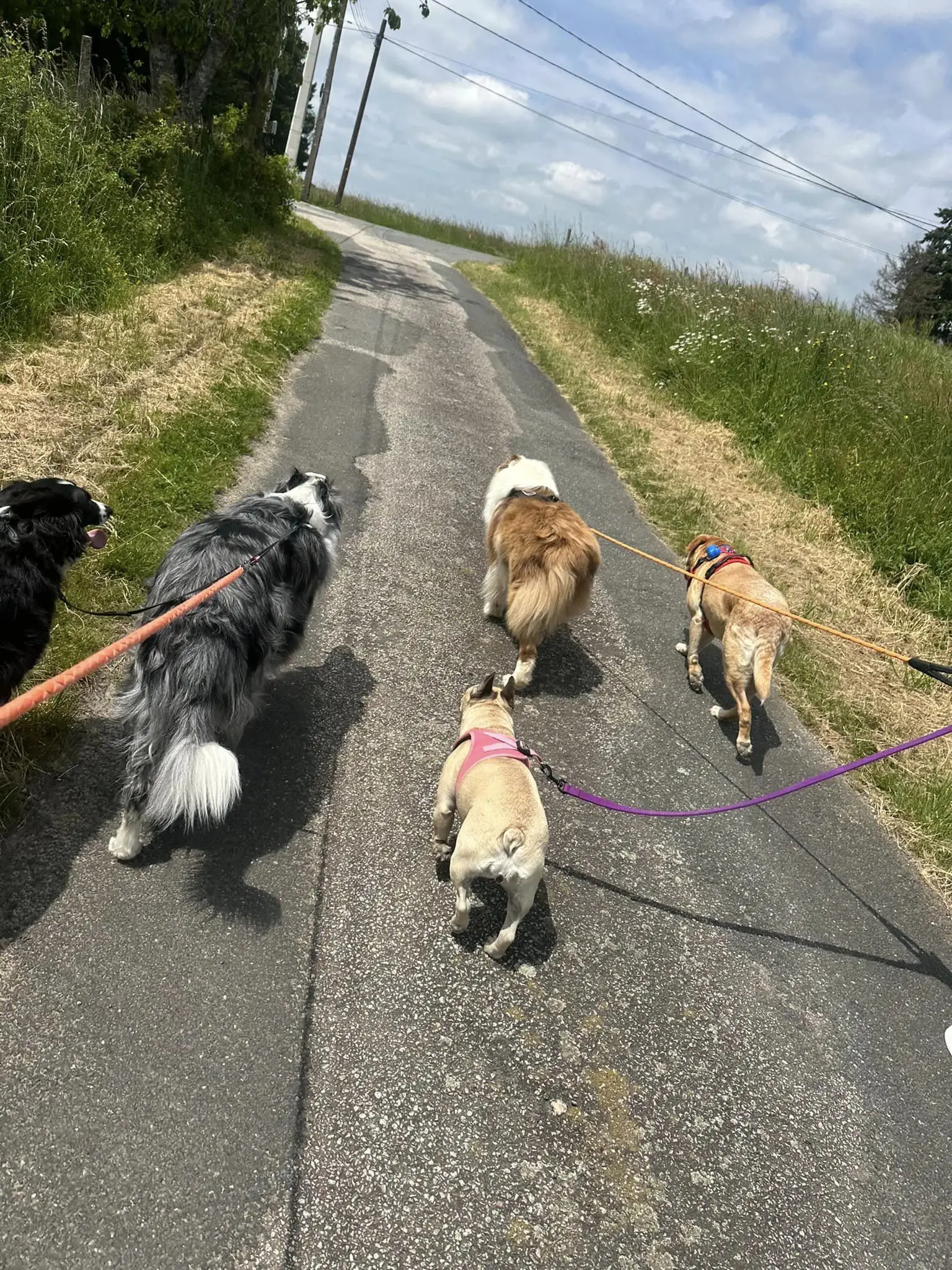 Balade de 5 chiens en laisse, promené par Pet's Ecla