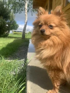 Spitz devant un chalet