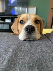Tête de chien sur un canapé chez Pet's Ecla