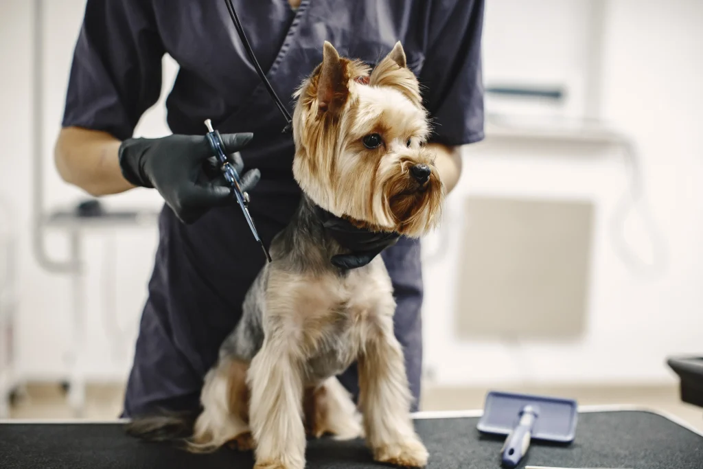 Processus de coupe de poils. Un petit chien est assis sur la table. Chien avec un professionnel.