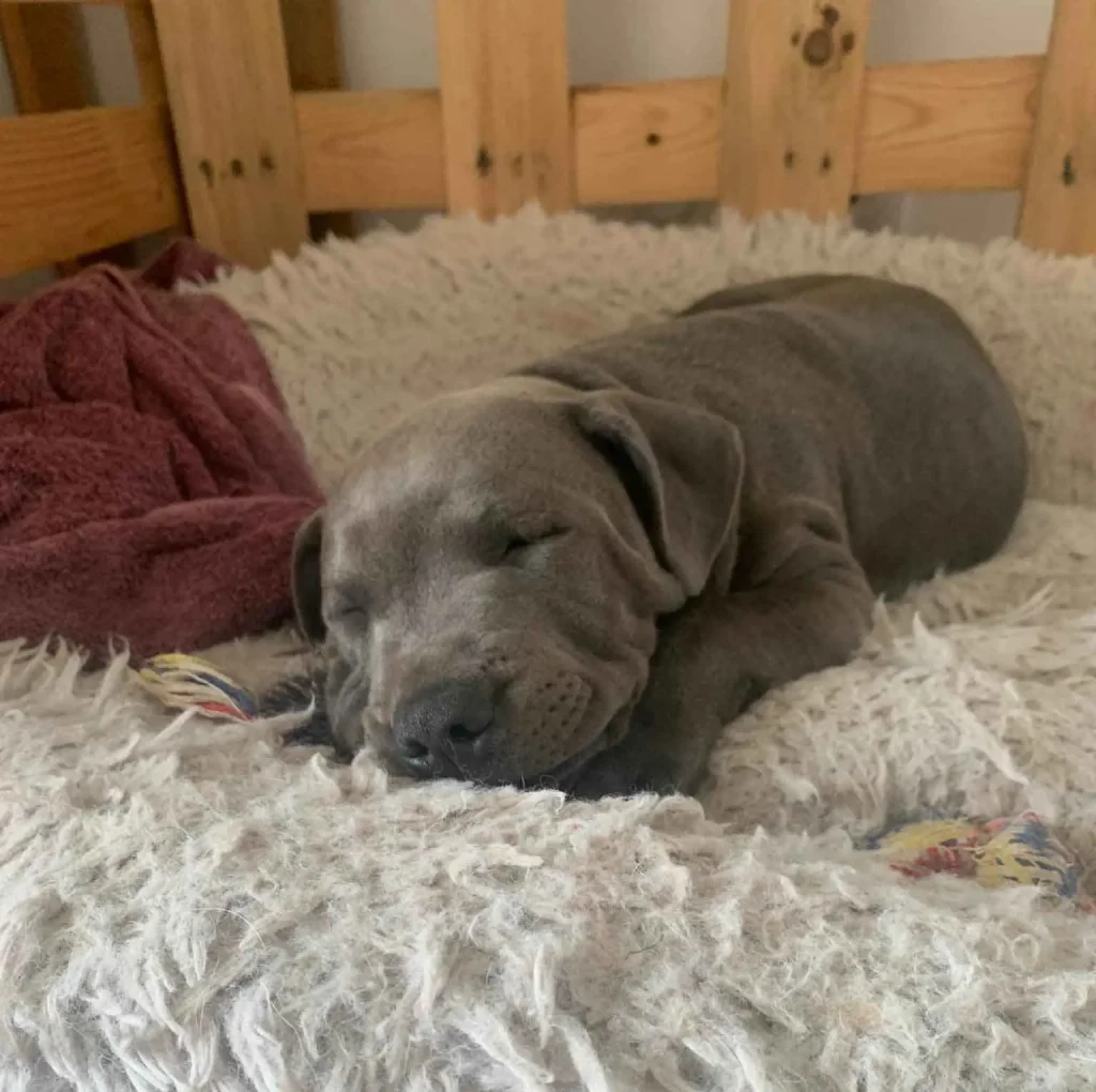 staffy qui dort dans son panier