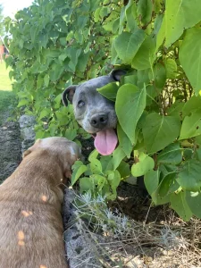 staffy qui joue dans les arbres